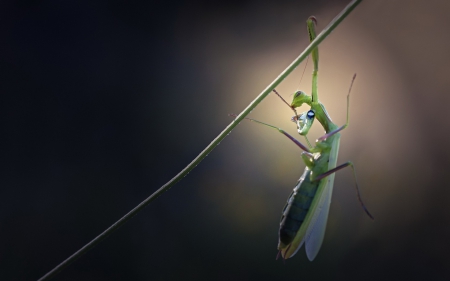 Mantis - mantis, insect, green, grass