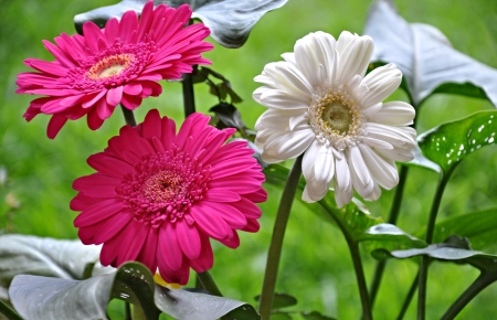 Gerberas - nature, garden, macro, stem, petals, gerbera, leaves