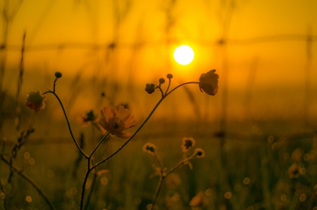 Splendor - sky, flower, plant, splendor, close-up, sunset, sun