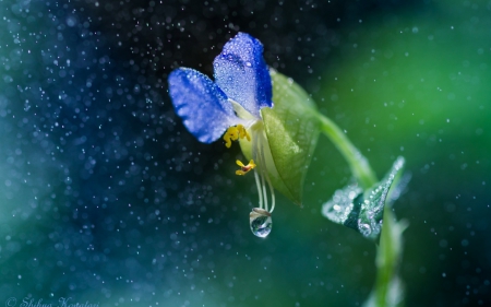 In the rain - nature, rain, blue, green, flower