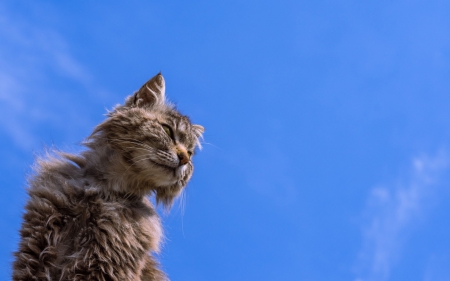 Cat - animal, cute, cat, fluffy, blue