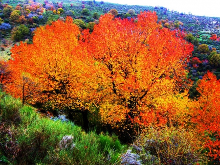 Wild Cherries - fall, trees, autumn, colors, leaves