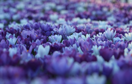 Purple Flowers - field, purple flowers, nature, beautiful