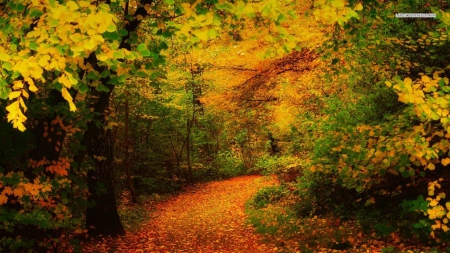 Golden Colors in the Woods - forests, trees, nature, autumn