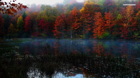 Magic Autumn in the Forest - nature, lake, autumn, trees