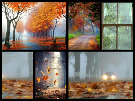 Fall collage - collage, fall, nature, autumn