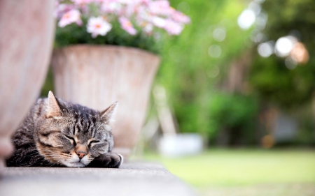 sleeping under flowers - flowers, cats, sleeping, animals