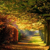 Line of Trees in the Park