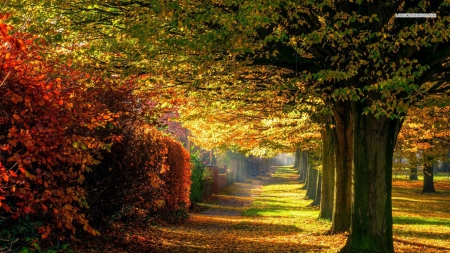 Line of Trees in the Park - trees, nature, autumn, sunshine, park