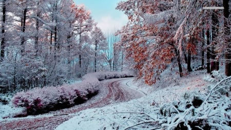 Snow on Autumn Trees - nature, autumn, trees, snow