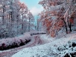 Snow on Autumn Trees