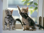 kittens on the window