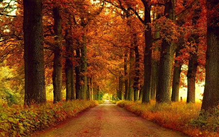 Autumn Tree Road - fall, autumn, trees, road