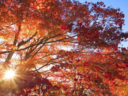 Autumn Sun Rays - fall leaves, sun rays, autun, nature, tree