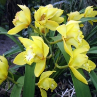 beautiful yellow orchids