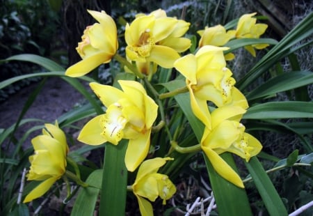 beautiful yellow orchids - flowers, yellow, orchids, nature