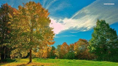 Park in Autumn - trees, nature, autumn, parks, sky