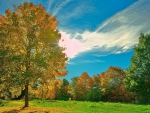 Park in Autumn