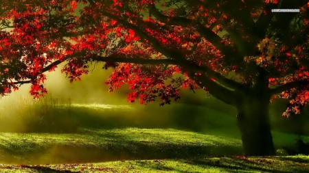 Misty Autumn - nature, autumn, red tree, trees