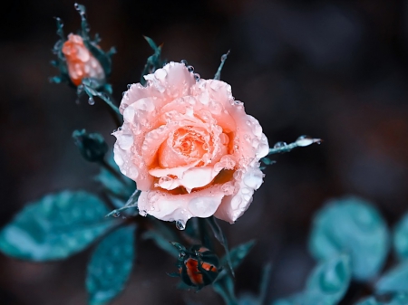 beutiful pink rose - rose, pink, beautiful, flowers, nature