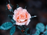 beutiful pink rose