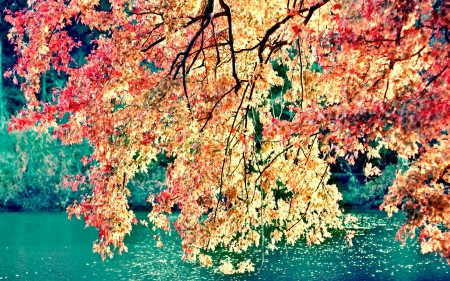 Maple Tree over River in Autumn - nature, rivers, autumn, trees