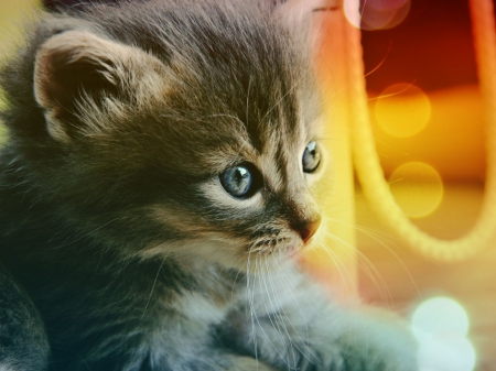 cute little kitten - cats, animals, little, cute, kitten