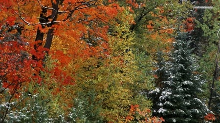 Dusting of Snow on Autumn Trees - nature, autumn, forests, trees