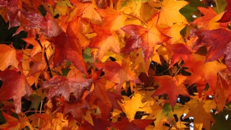 Autumn Leaves - leaves, fall, nature, autumn