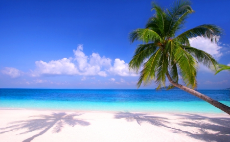 Tropical Beach - Beaches & Nature Background Wallpapers on Desktop ...