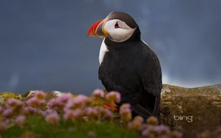 Puffin - wildlife, photography, wallpaper, puffin, hd, nature, abstract, wilderness, wild, sweet, cute, wild animals, birds