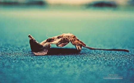 Dead leaf - abstract, close-up, photography, HD, leaves, fall, nature, autumn, macro, leaf, wallpaper