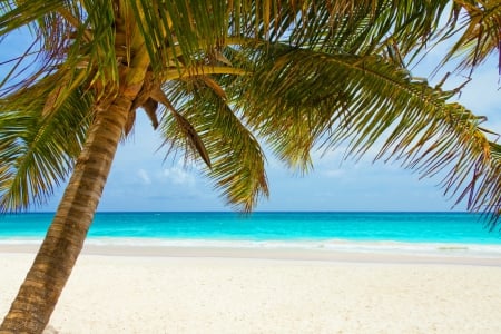 Palm Beach - sky, sunshine, beach, paradise, sun, vacation, clouds, holiday, tropic, tree, sand, skyphoenixx1, ocean, tropical, summer, palm, isle, waves, nature, island, sea