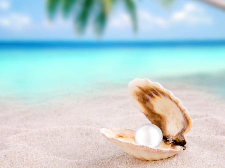 Treasure of Paradise - seashell, summer, coast, blue, beach, island, shell, isle, shore, SkyPhoenixX1, holiday, treasure, paradise, sky, sun, clouds, vacation, sea, sunshine, ocean, tree, palm, nature, pearl