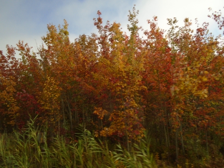 Autumn Blend - trees, colors, september, autumn