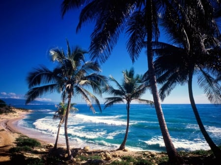 Beach and Palm Trees - nature, oceans, beaches, palm trees