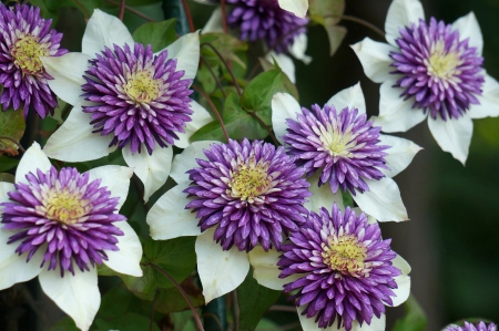 * Clematis * - flowers, bouquet, flower, nature