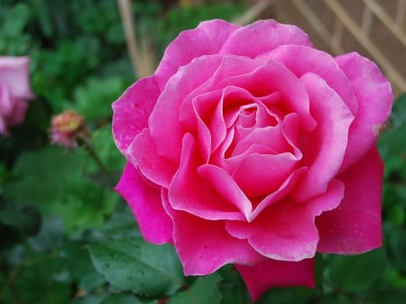 Pink Rose - roses, pink, nature, pink roses