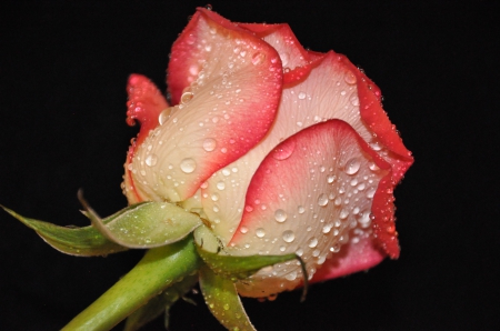 * Single rose * - flowers, flower, nature, rose