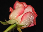 * Single rose *