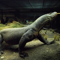 Komodo Dragon