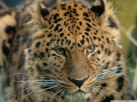 leopard - beautiful, cat, leopard, wild