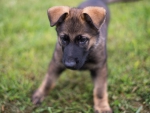 german shephard puppy playing