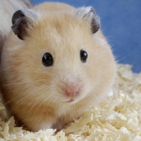 golden hamster