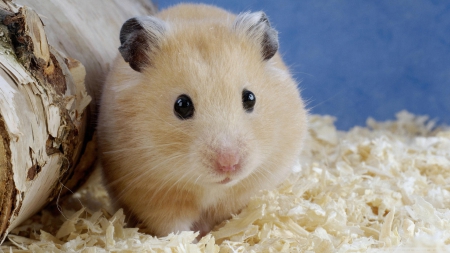 golden hamster - cute, rodent, golden, hampster