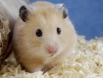 golden hamster