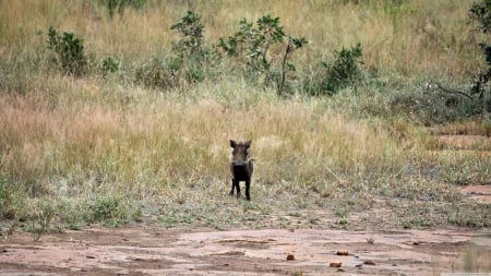 lonely warthog - lonely, warthog, pig, wild