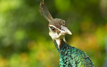 Peacock - peacock, bokeh, green, bird