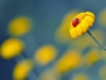 Jewel on a flower