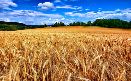 Field of Wheat Ready for Harvest - field, wheat, harvest, nature